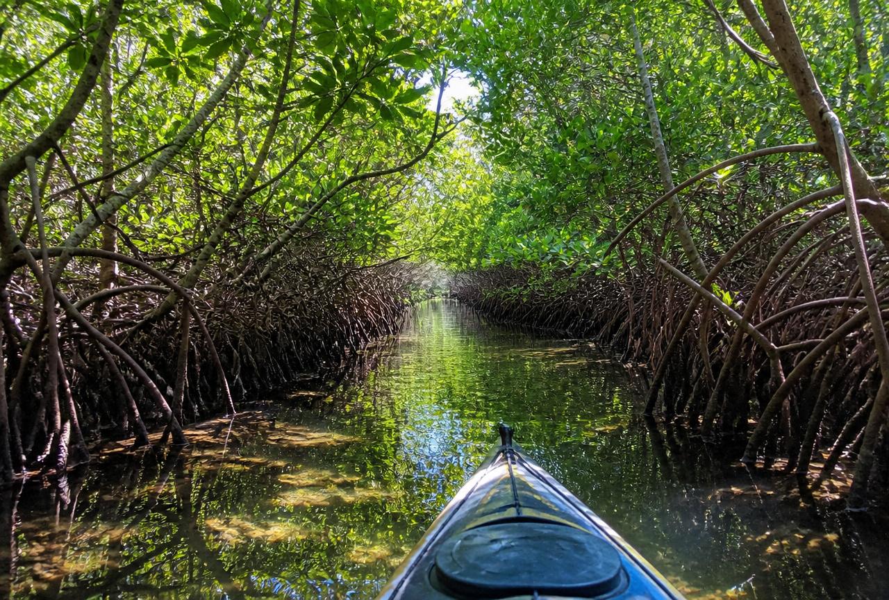 Kayaking the Mangrove Tunnels of Weedon Island